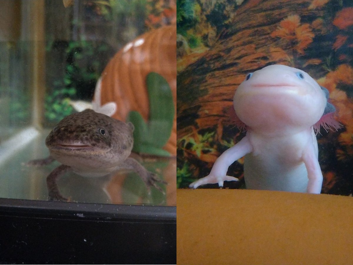 みるく めいじー ウーパールーパー Milk 0628 Upa Twitter