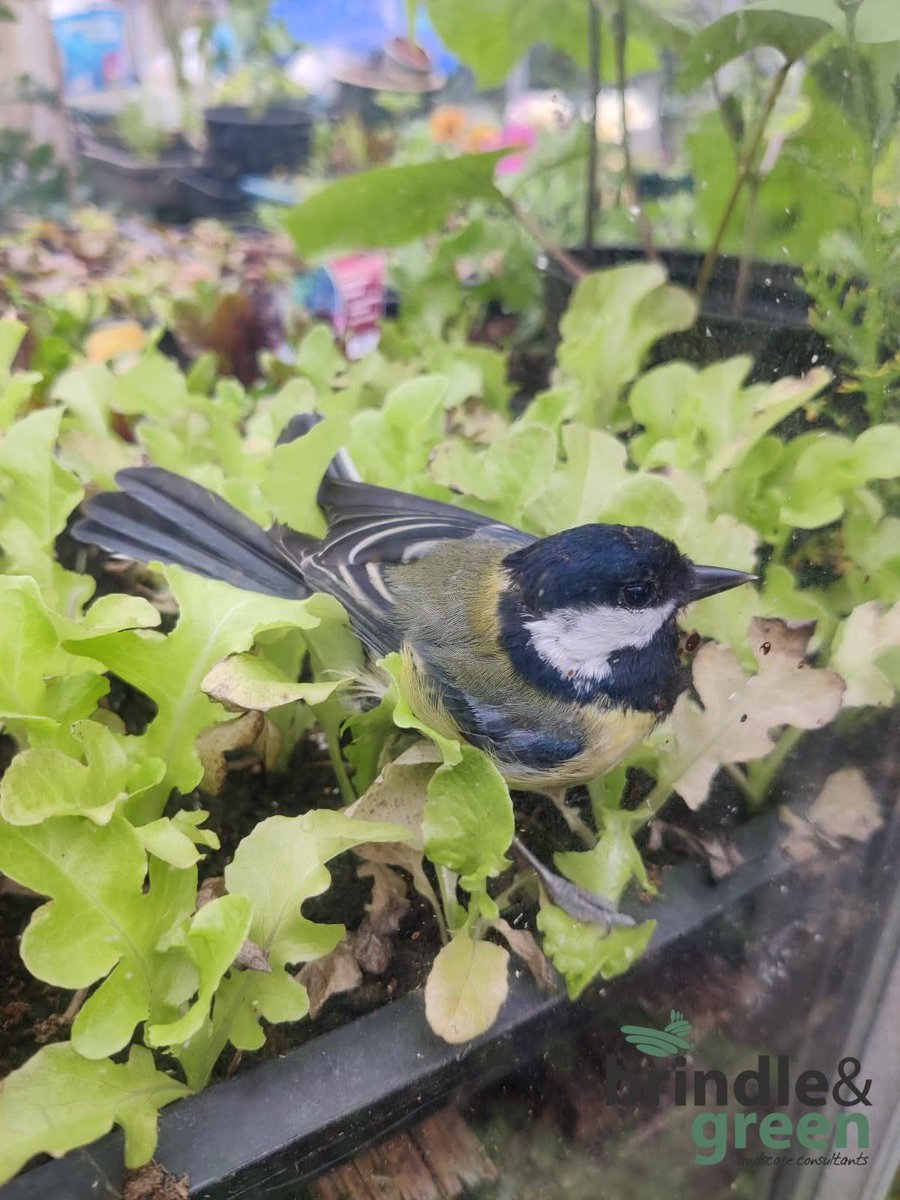BrindleGreen's tweet photo. One of our landscape team was very privileged to have a close encounter with this great tit yesterday evening. This little guy had accidentally flown into a greenhouse (but thankfully managed to get back out again!) #30dayswild https://t.co/sGXTQFAvRx