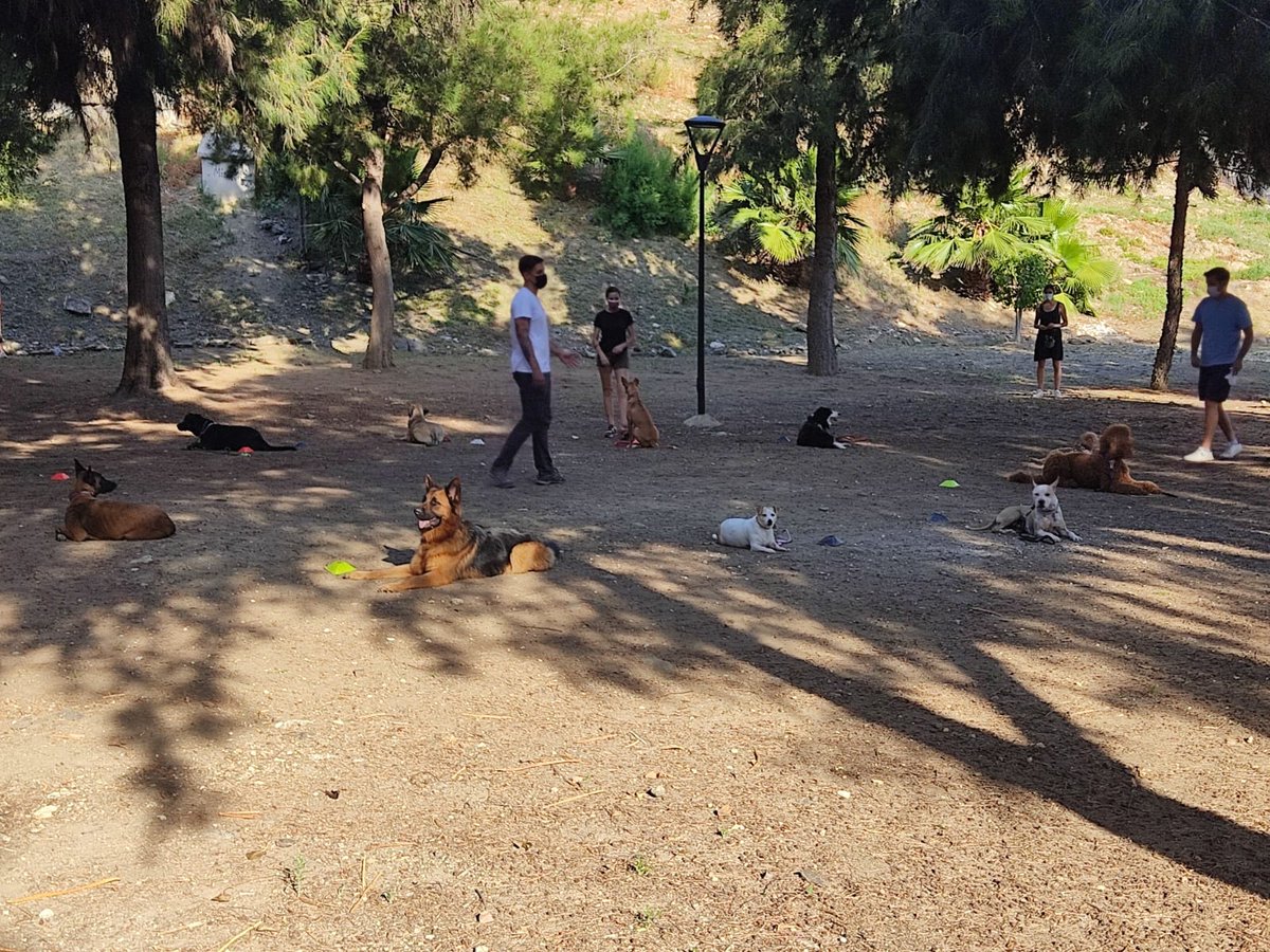 Hoy en nuestro grupo de Benalmádena!!🐾👏❤️

#ClasesdegrupoLopecan #LopecanBenalmadena #adiestramientocanino #adiestramientocaninoenpositivo #adiestramientocaninoLopecan #Lopecan #educacioncanina #educadorcanino #lovedogs #dogs #doglovers #pet #petlovers #Benalmadena #Malaga