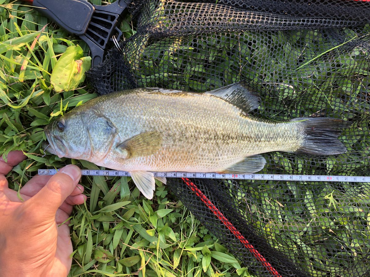 ひろだつの Hirodahoshituno Twitter