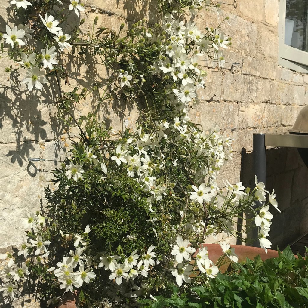 Our Clematis Early Sensation, aka ‘Queen of the wall display!’

Perfect to add some colour and interest – and, rain or shine,  she never fails to let us down! Always putting on an eye-catching display

#genusgardenwear #clematis #clematisflower #wallflower #summergarden