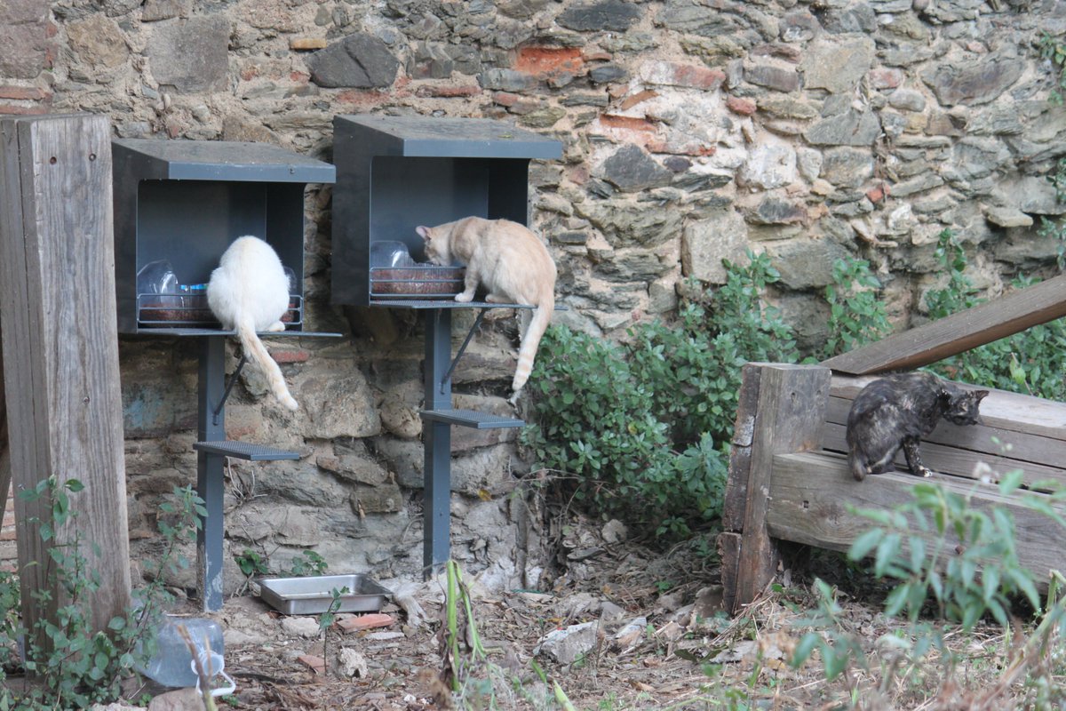 Sabíeu que a la Torre hi ha una colònia de +de 20 #gats? 
Molt agraïts per la #donació d'aquests sacs de pinso i a @advammontcada per ajudar en el que pot amb les esterilitzacions i control de la població "gatuna".
Encara queda #moltPerFer.
Vols aportar el teu granet de sorra?