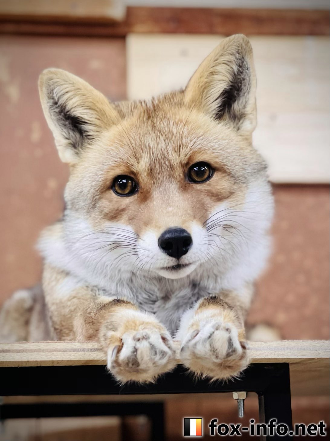 キツネ写真館 キツネ飼養中 正面からのマズル T Co Bfbqzvhuzi Twitter