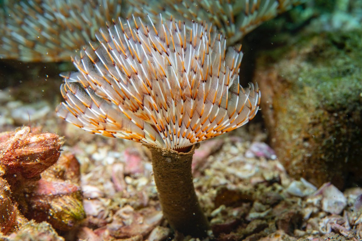 BanderasScuba's tweet photo. What such incredible animals.

Los Arcos June 2021.
.
.
.
.
.
.
.
#BanderasScuba #Banderasscubarepublic #PVScuba #PADI #PVPADI #PADI5star #ScubaVallarta #pvscubadiving #PuertoVallarta
#BuceoPuertoVallarta
#vivanaturamexico #vivanatura #divepv #lovenature #visitpv #reeflife https://t.co/sXL0SpJTDI