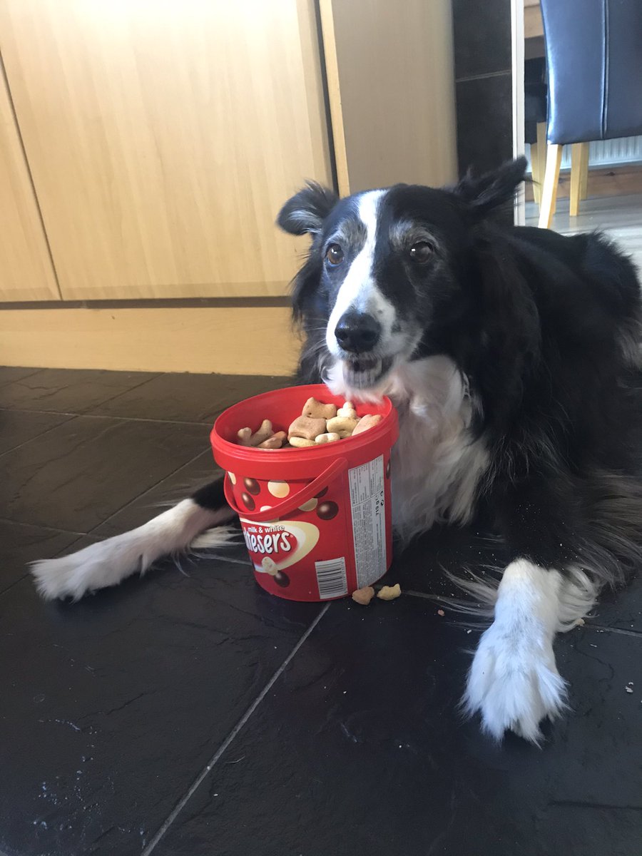 Ruby_thedog's tweet image. I’ve got one minute to help myself! so much fun!