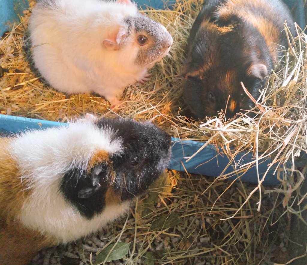 auntyanimal's tweet photo. Time for Woodlands Herby Harvest hay. Thanks to @PetsAtHomeFdtn #lifelines
#guineapigs
#VIPSummer
@PetsatHome https://t.co/0b09MJVim3