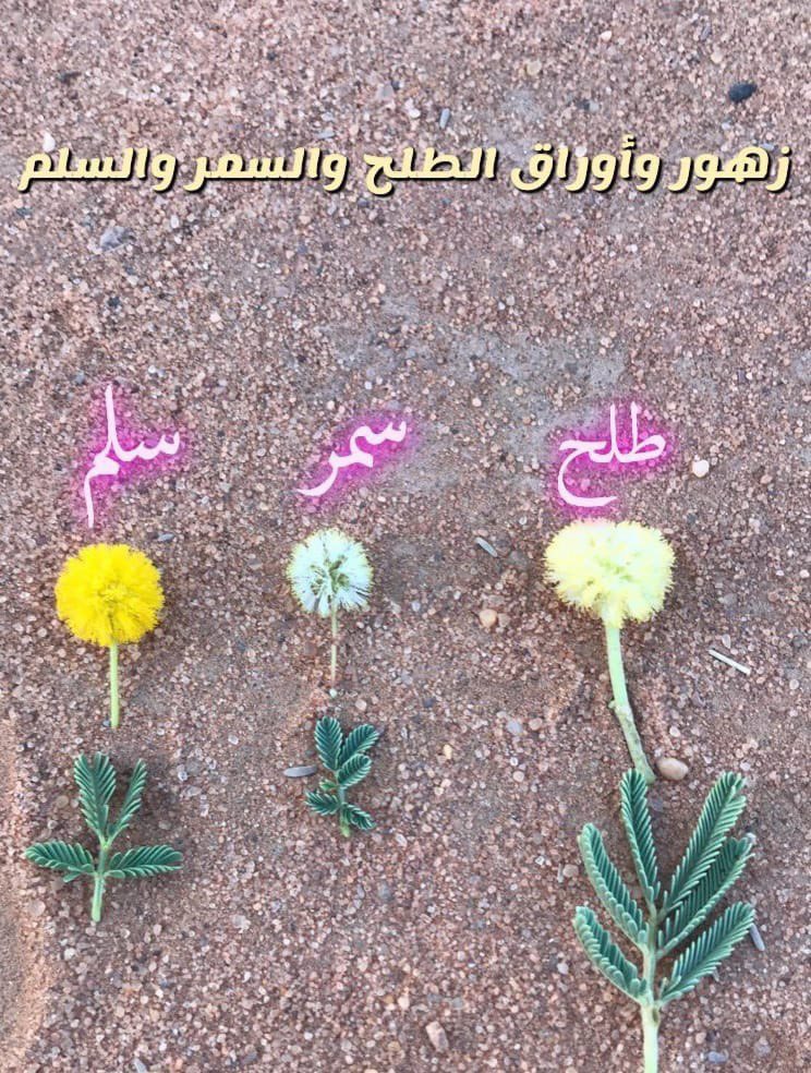 حتى تُفرق بين السمر  والطلح  والسلَم  ركز جيداً وحاول تطبيق ذلك على الطبيعة ..