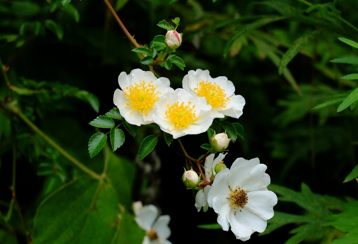 R55net A Twitter 野バラの花が咲いてるよ 野バラのトゲには 何回も痛い目にあってるけど それでも 一重の真っ白なバラが好き 甘 い香りに誘われて 虫も来てる 咲いたばかりの初々しい花 虫さんたちにモテモテの花 応援しちゃいマウス 野バラ T Co