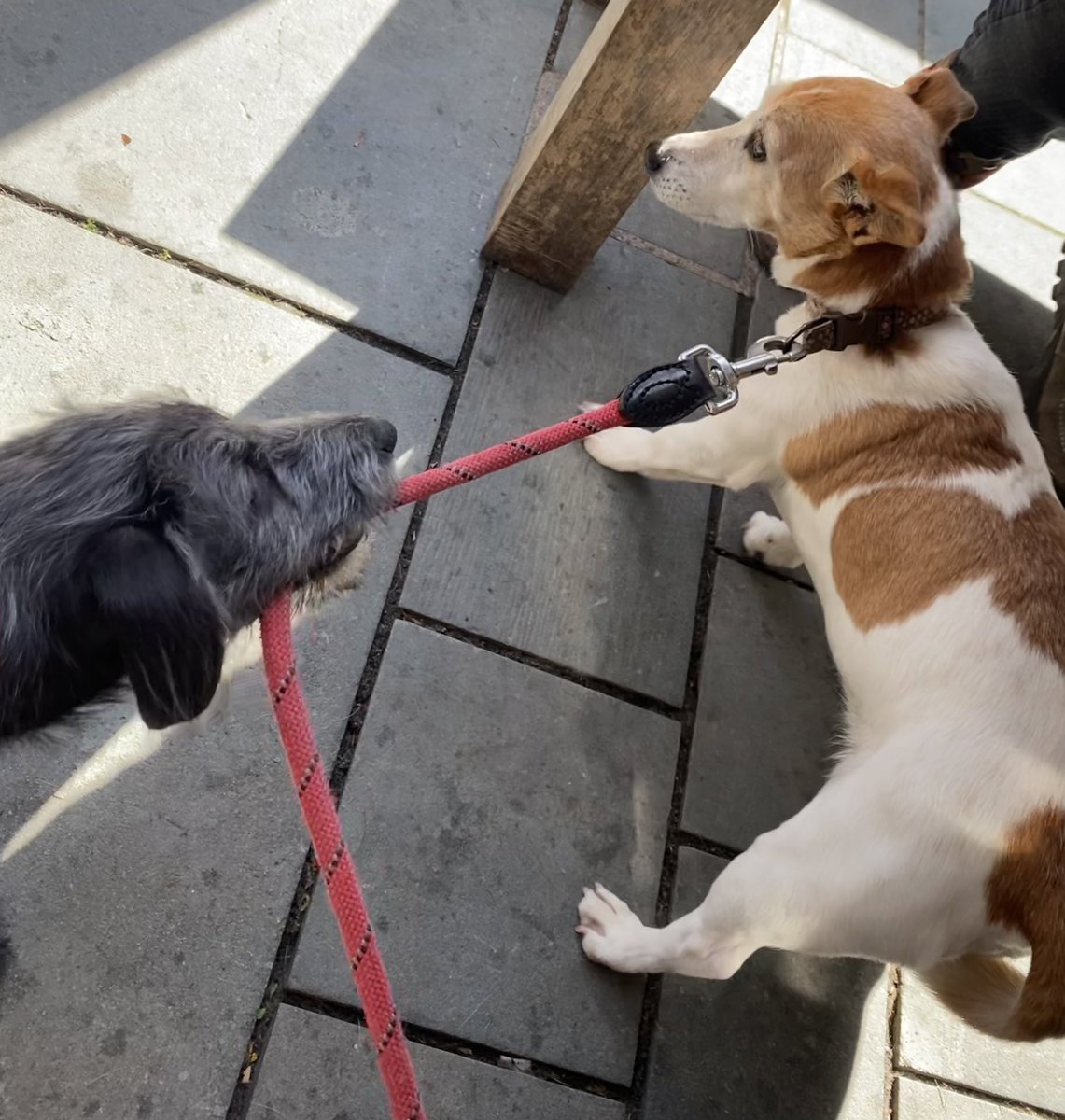 oldbutboldjrt's tweet photo. The puppy had no patience today to start our walk whilst our human grabbed a coffee. #dogsoftwitter #terriersoftwitter #dogswalkingdogs #jackrussellterrier #lurcherpuppy #bedlingtonwhippetpuppy https://t.co/pVgdlPeQEk