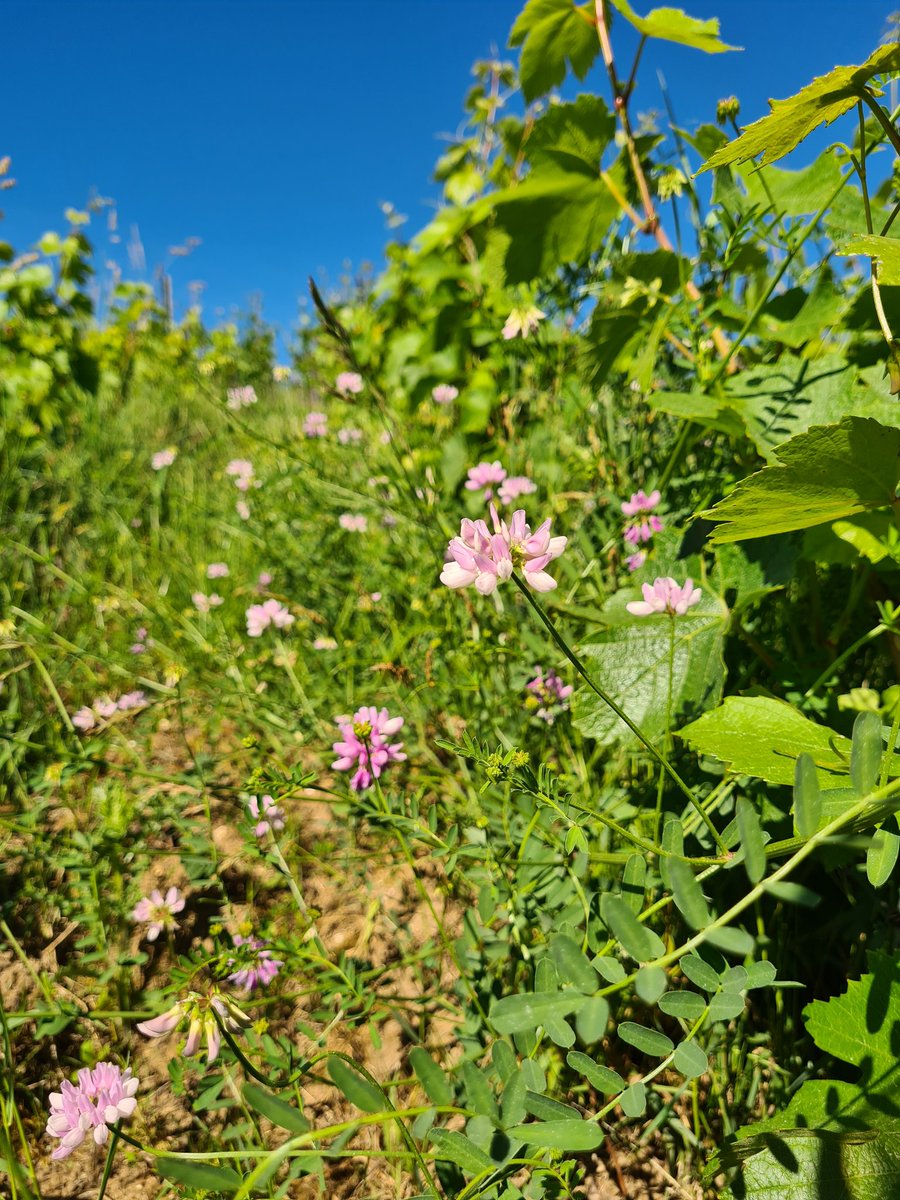 benoit51390's tweet photo. [Faune et flore de nos campagnes]
#Photos axées #vignes

#Champagne

📸1️⃣ Vesces et Coquelicots #LesGrandsDalligants 
📸2️⃣ #LesFormontsBlancs (je n'ai pas cherché son petit nom )
📸3️⃣ Coronille #LesDos
📸4️⃣ Renoncules (si si sous la vesce 🤓) #LesMonets

@Journeesagri @Agri_Gouv https://t.co/coljpCAkwJ
