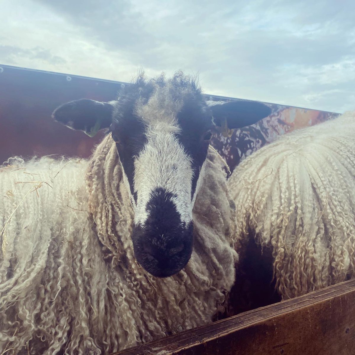 liddlelambs's tweet photo. How is it shearing time already! 🐑 ✂️

#longwool #shearing #wool #nativebreed #sheep #britishwool #mashams #dalesbred https://t.co/mOiKrHTkhR