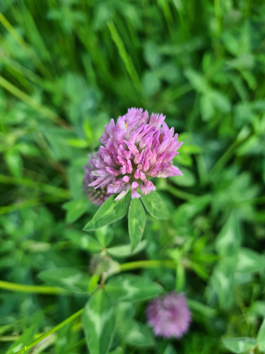 benoit51390's tweet photo. [Faune et flore de nos campagnes] (suite)

#Champagne 
📸1️⃣ Trèfle des prés #LesClos
📸2️⃣ Orchis Pyramidal #LesDos
📸3️⃣ Ophrys Abeille #LesDos (accompagnée de Plantin lancéolé et de Millepertuis).
📸4️⃣ Sauterelle #LaFosseSaintNicaise

@Journeesagri @Agri_Gouv https://t.co/k44GSXAZTN