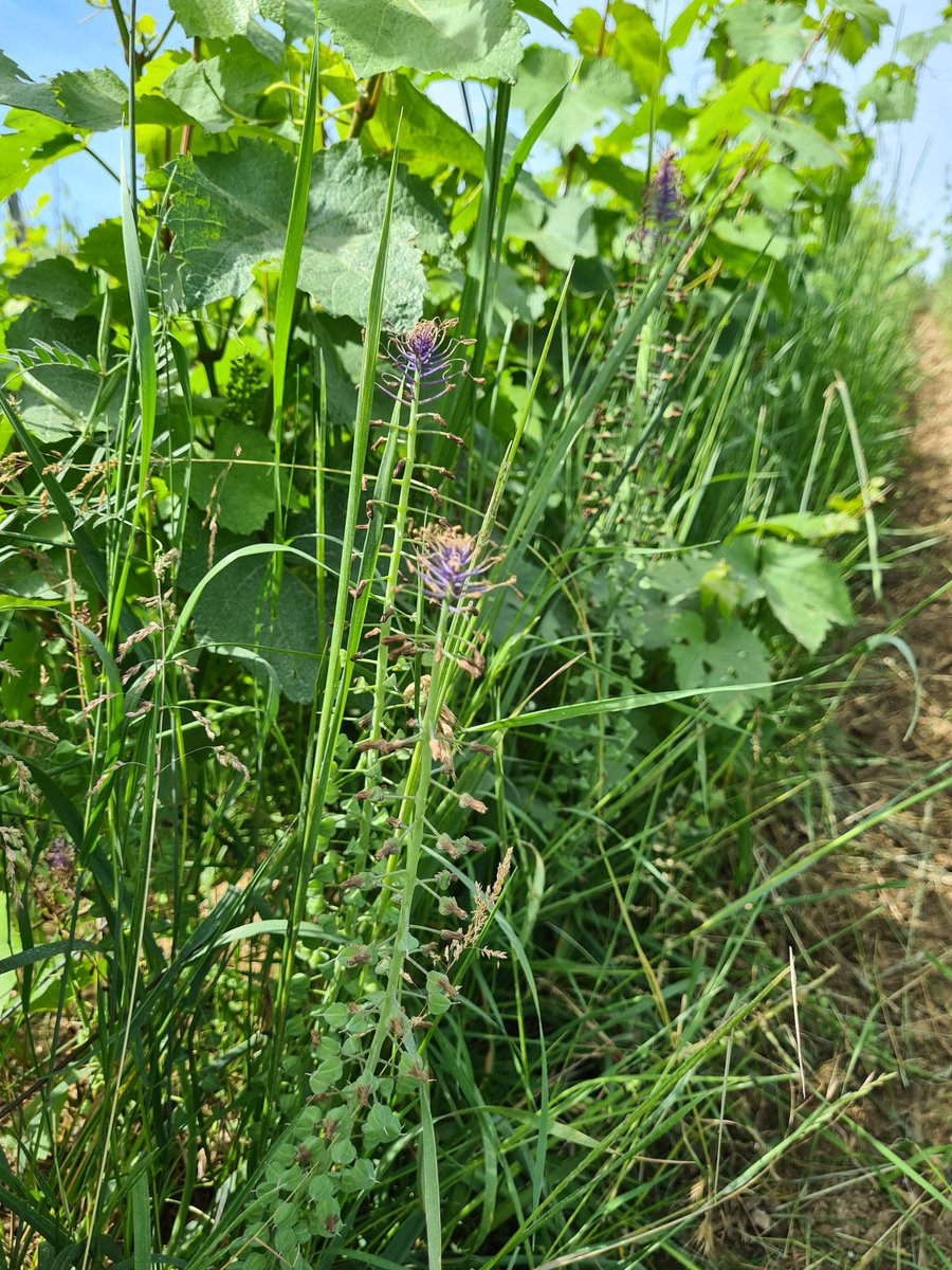 benoit51390's tweet photo. [Faune et flore de nos campagnes] (suite)

#Champagne 

📸1️⃣ Muscari à toupet défleuri #LesDos 
📸2️⃣ Euphorbe petit cyprès pas encore fleurie #LesDos
📸3️⃣ Attractivité de la Vesce pour les abeilles 
📸4️⃣ Plantin lancéolé.

@Journeesagri @Agri_Gouv https://t.co/wvVM5HbSiG