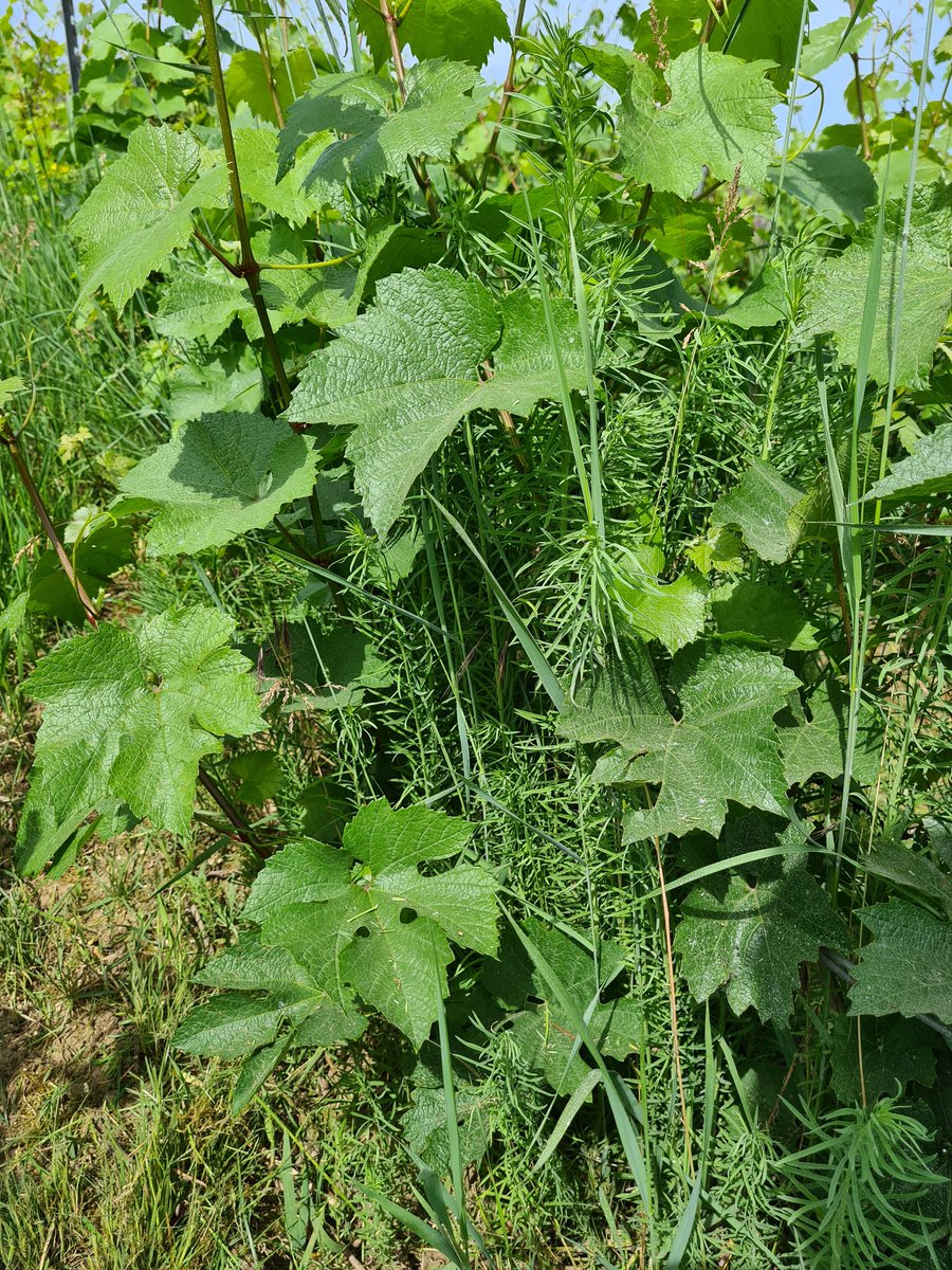 benoit51390's tweet photo. [Faune et flore de nos campagnes] (suite)

#Champagne 

📸1️⃣ Muscari à toupet défleuri #LesDos 
📸2️⃣ Euphorbe petit cyprès pas encore fleurie #LesDos
📸3️⃣ Attractivité de la Vesce pour les abeilles 
📸4️⃣ Plantin lancéolé.

@Journeesagri @Agri_Gouv https://t.co/wvVM5HbSiG