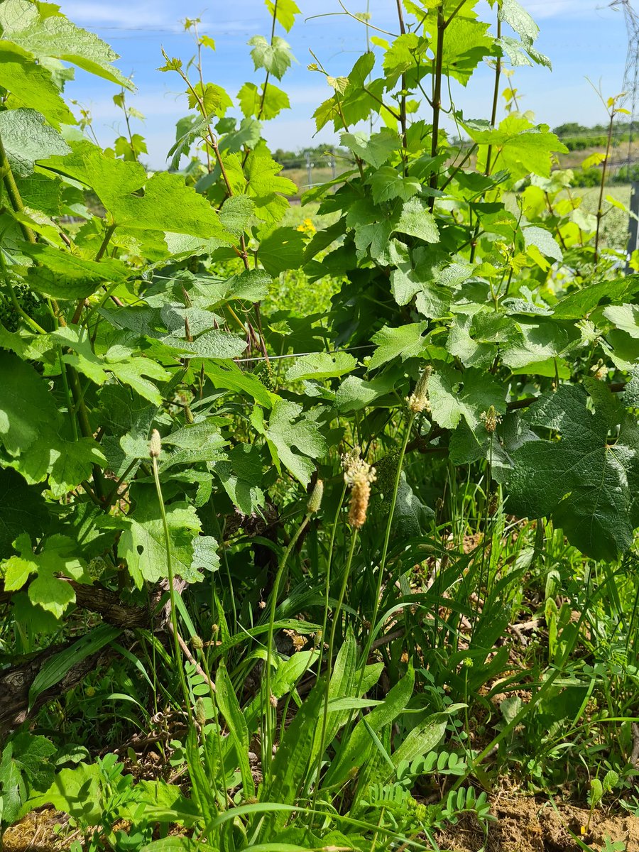 benoit51390's tweet photo. [Faune et flore de nos campagnes] (suite)

#Champagne 

📸1️⃣ Muscari à toupet défleuri #LesDos 
📸2️⃣ Euphorbe petit cyprès pas encore fleurie #LesDos
📸3️⃣ Attractivité de la Vesce pour les abeilles 
📸4️⃣ Plantin lancéolé.

@Journeesagri @Agri_Gouv https://t.co/wvVM5HbSiG