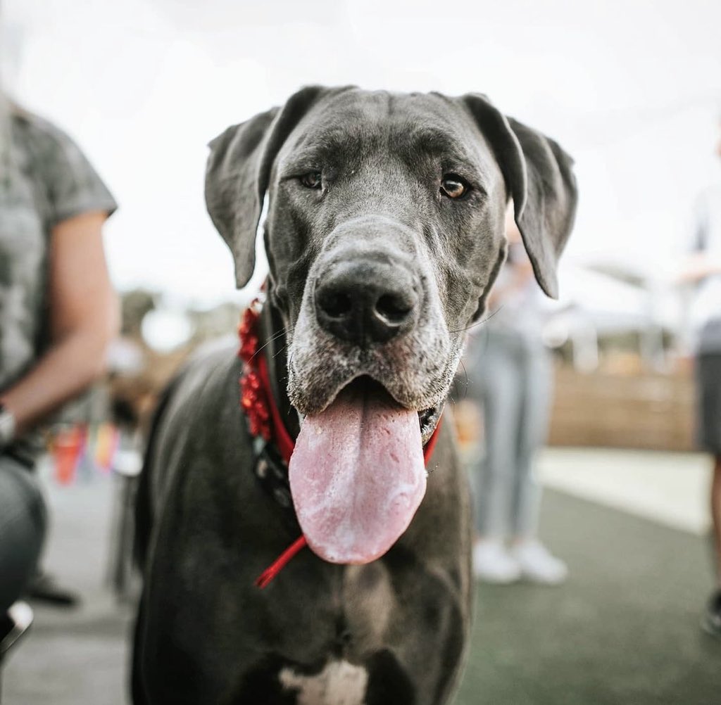 FetchSocial_'s tweet image. Thanks to all the Great Danes that made it out to our Great Dane meet-up! We had a blast on Wednesday with all of you. Follow us to see what breed meet-ups we hold next!