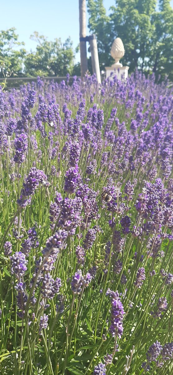 DLR_Libraries's tweet photo. The bees are loving the lavender outside of #dlrlexiconlibrary on this gorgeous summers day. https://t.co/O88Pa7gxGD