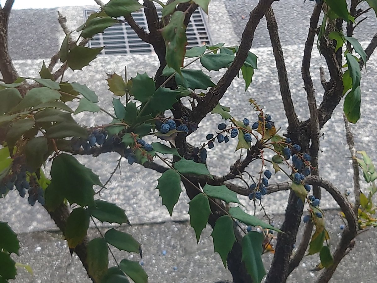 Kyon V Twitter 青い実のこの植物 ググったら ヒイラギナンテン らしい 花言葉は 激情 ですと 愛情は増すばかり とも ﾅﾝｶﾊｽﾞｲ いや 別に照れんでよかし 笑