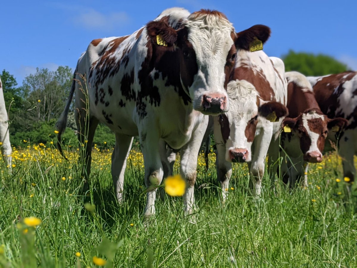 NiL_Overijssel's tweet photo. Dit weekend is je laatste kans om je aan te melden voor de cursus 'Bodembeheer op zandgrond'! Ben jij melkveehouder op zandgrond? En wil jij aan de slag met een gezonde bodem? Meld je dan aan voor de driedaagse cursus via onderstaande link!
https://t.co/ltqWNUoRqP https://t.co/moSLGkvXQP