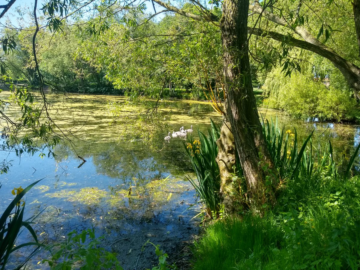 Go Wild at Upperby Park & Hammond’s Pond tweet media