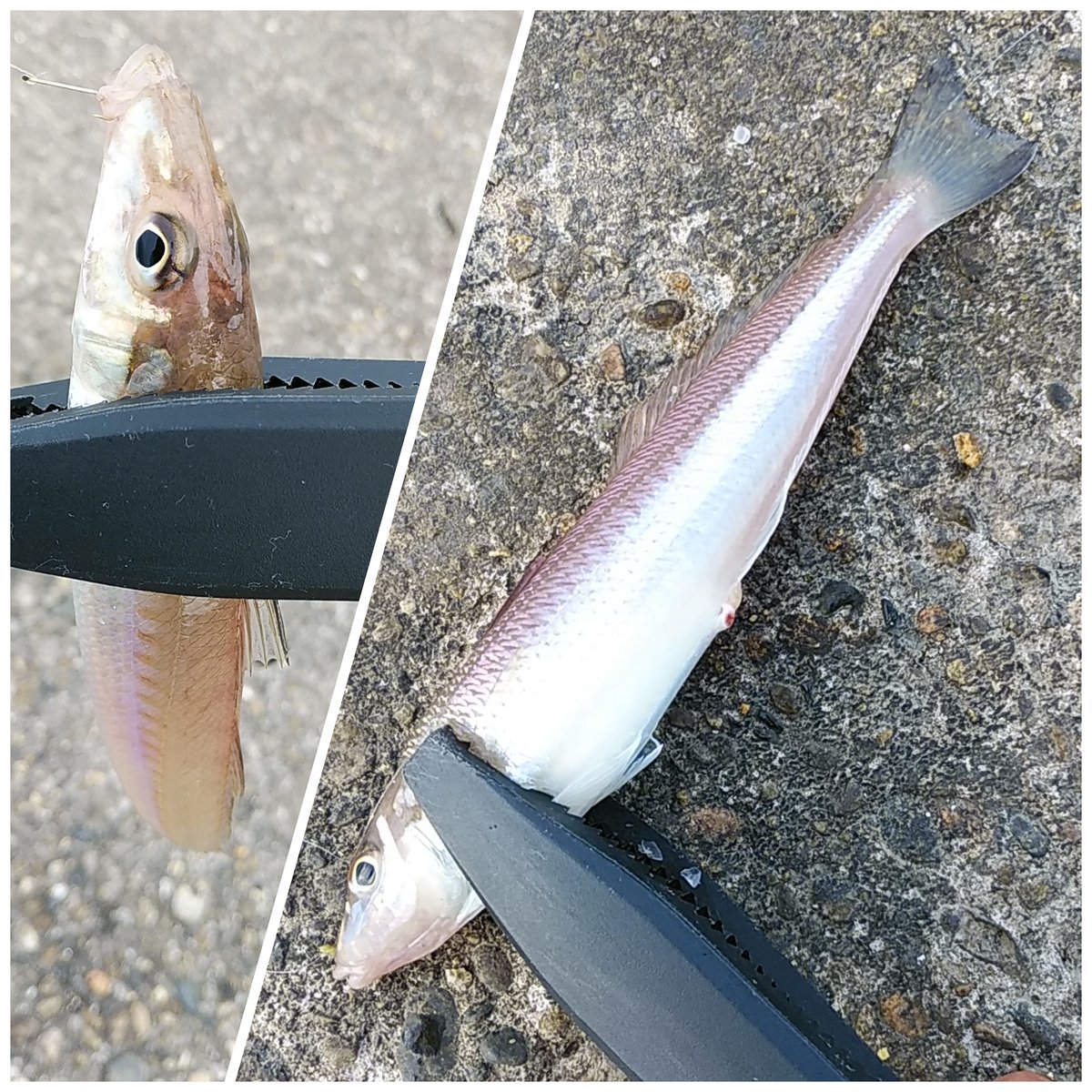 シーバスロッドのtwitterリアルタイム検索結果 Meyou ミーユー