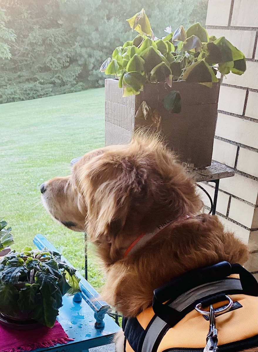 FinleyGolden's tweet photo. I’m not sure I like this new spiked-up hair style the new groomer gave me.  Hmmm.   #GoldenRetrievers https://t.co/UzlZsOf73F