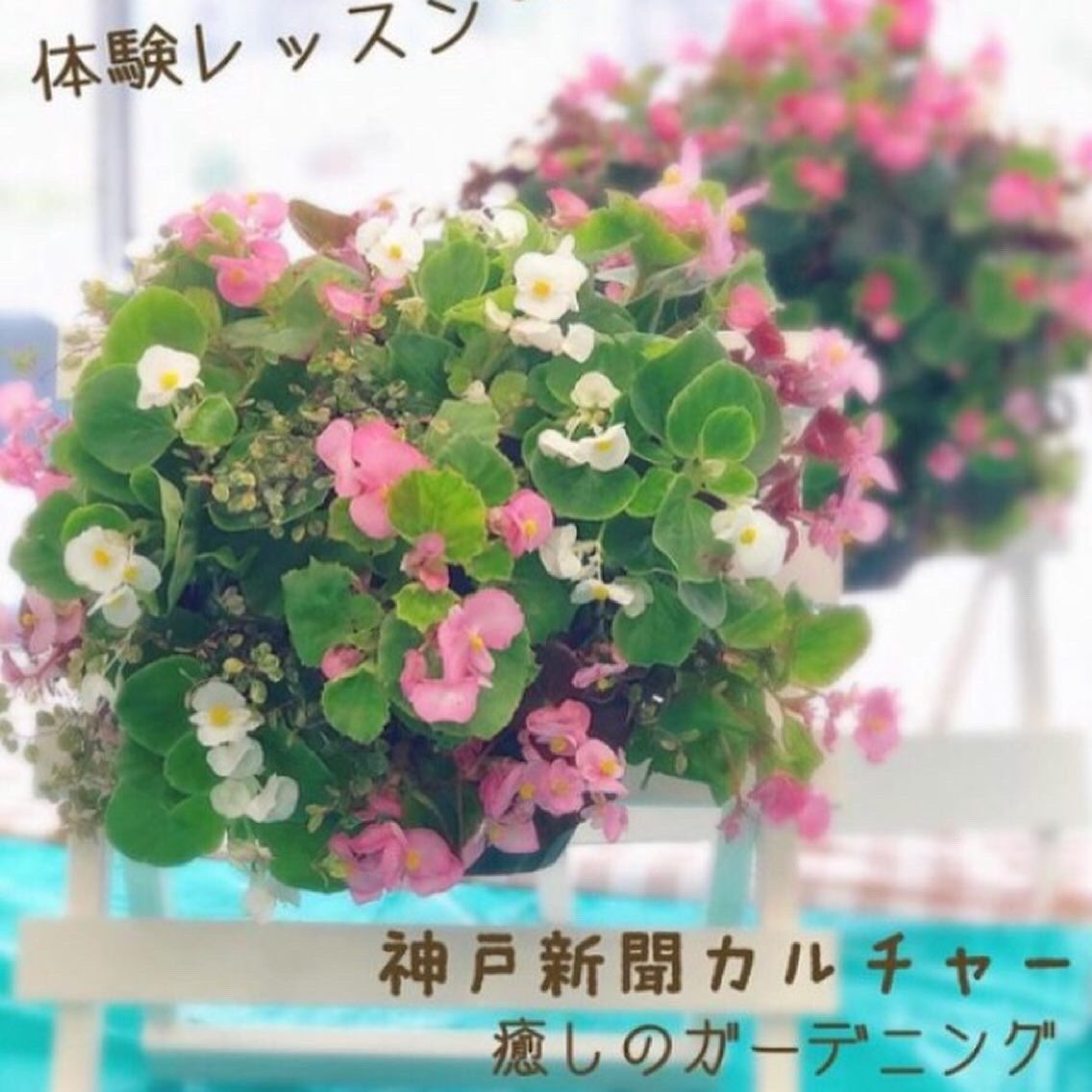 Kumiko24 H 神戸新聞カルチャー姫路 癒しのガーデニング教室 夏のハンギングバスケット 7月17日土曜日 13時 15時 夏のお花でモリモリ 丸く可愛いバスケットが作れますよ 神戸新聞カルチャーkcc姫路 079 281 7566 神戸新聞カルチャー Kcc姫路