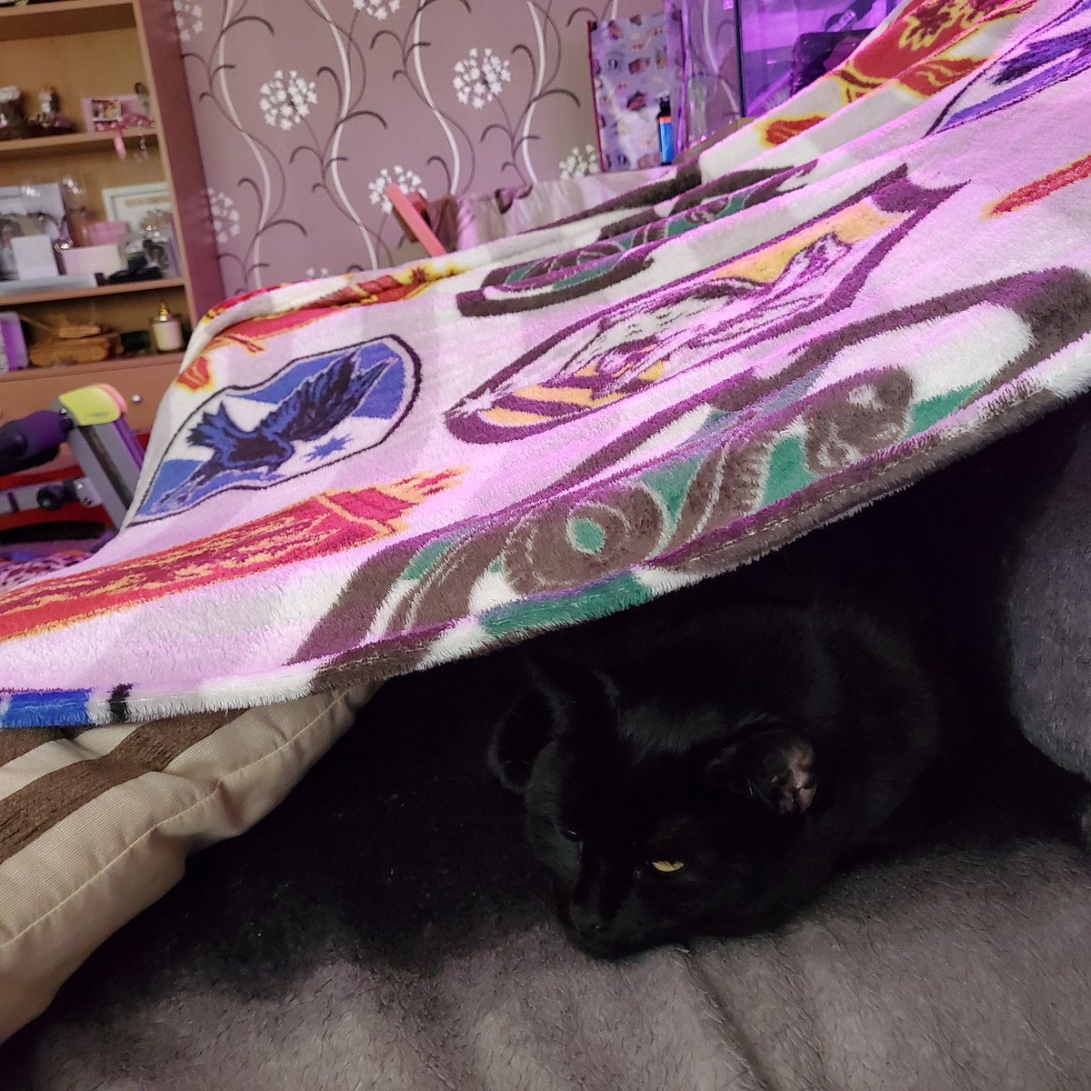 HoudiniMeow's tweet photo. Sometimes humans need to make us TENTS 😹😹😹 #cattent xx https://t.co/bTFtwDVrMI