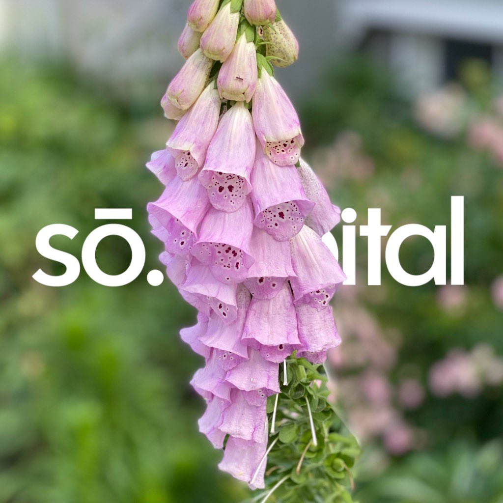 you guessed it! #startup #capital #socapital