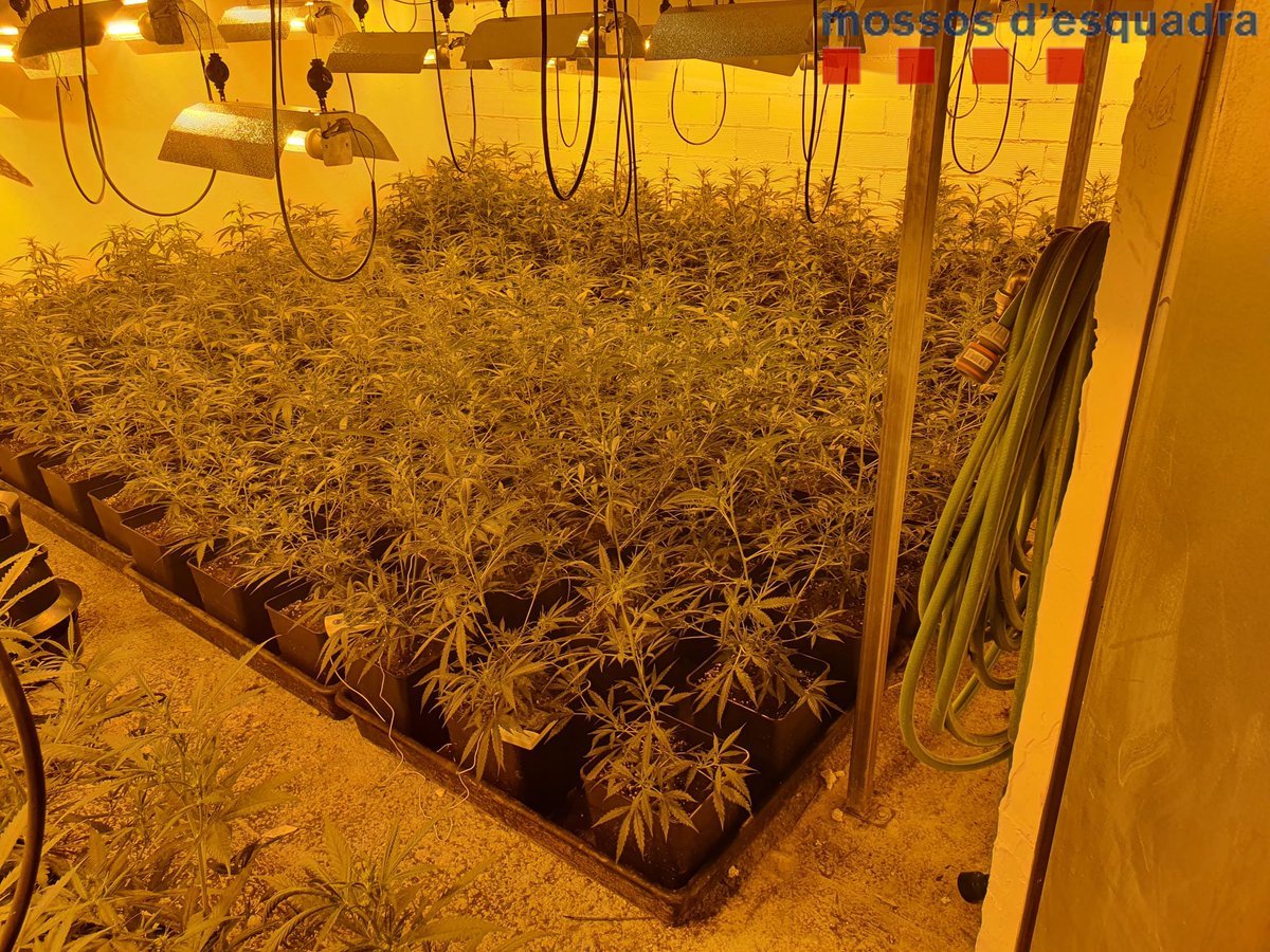 eixdiari's tweet photo. ‼️ Desmantellen una plantació de marihuana indoor en una nau industrial al Pla del Penedès

👉 Els agents van detenir el responsable de la plantació, veí de Sitges, per tràfic de drogues i per defraudació de fluid elèctric: https://t.co/ALSNkduWUb https://t.co/lXeXcehkve