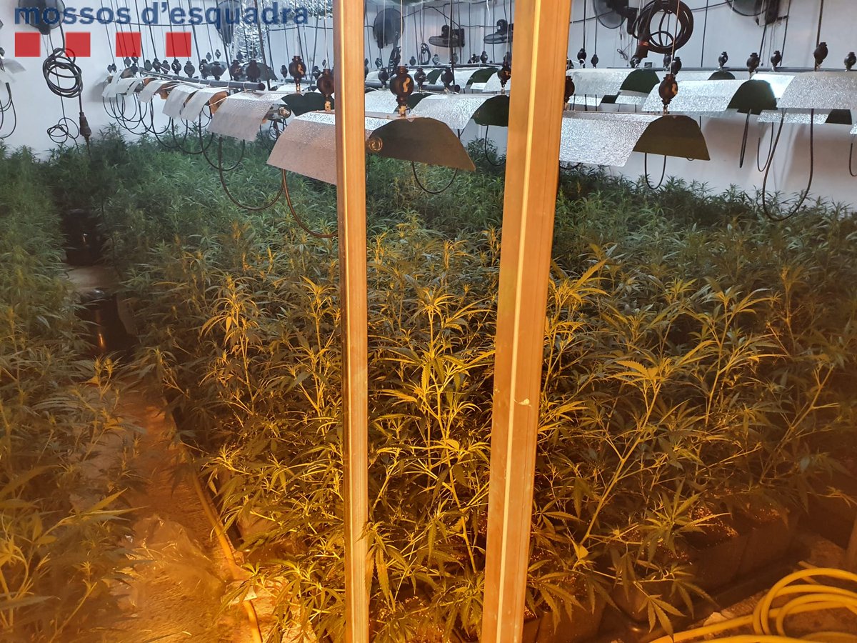 eixdiari's tweet photo. ‼️ Desmantellen una plantació de marihuana indoor en una nau industrial al Pla del Penedès

👉 Els agents van detenir el responsable de la plantació, veí de Sitges, per tràfic de drogues i per defraudació de fluid elèctric: https://t.co/ALSNkduWUb https://t.co/lXeXcehkve