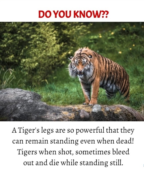 BlocsEd's tweet image. 𝐀𝐦𝐚𝐳𝐢𝐧𝐠 𝐅𝐚𝐜𝐭:

#WeekendFacts #WorldFacts #EdBloc #education #Facts