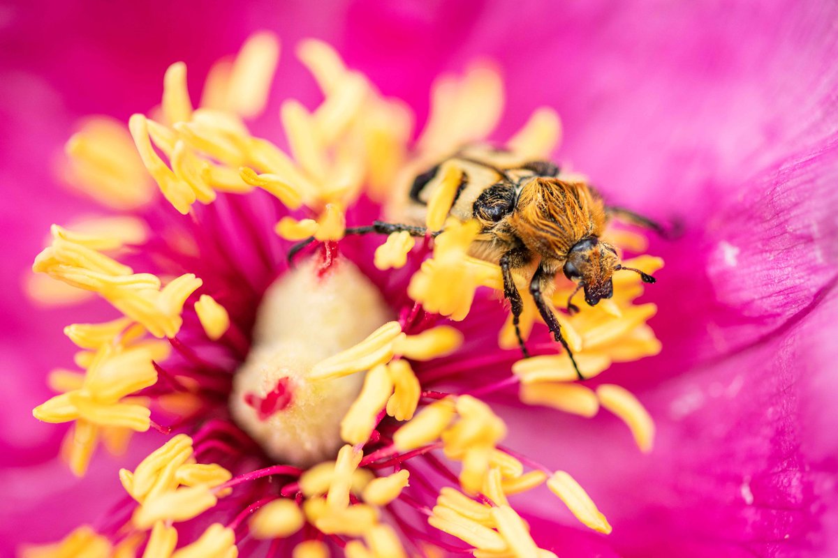Prirodoslovni muzej Slovenije tweet media