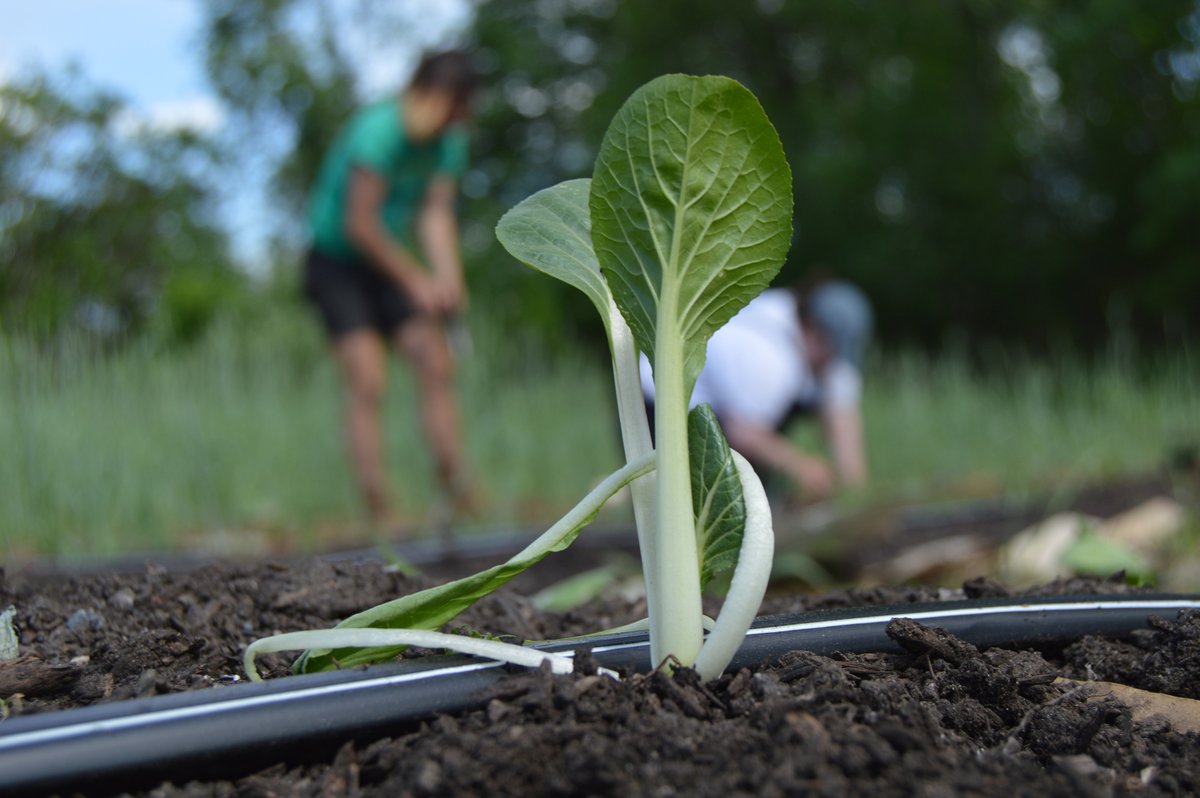 The Food Bank's farm in Hadley is looking for volunteers. If you are interested in learning no-till farming and sustainable agriculture methods this is an opportunity for you!

To sign up, visit our volunteer section on the website or email Amanda at amandar@foodbankwma.org