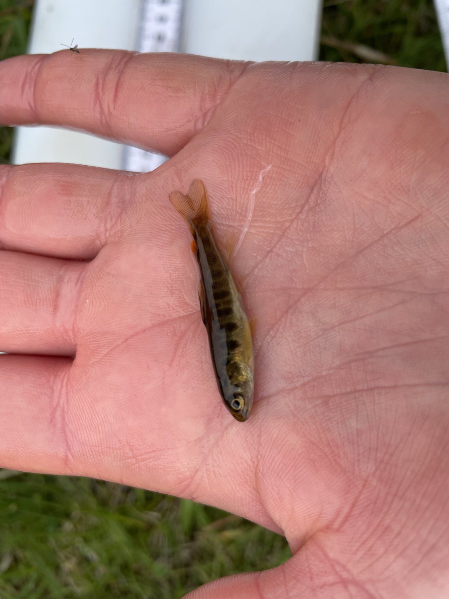 Hey #fishsci Twitter, we think this trout has a tapeworm! But are there any fish parasitologists that can tell us if we’re right or if we guessed incorrectly? #browntrout #tapeworm #parasite