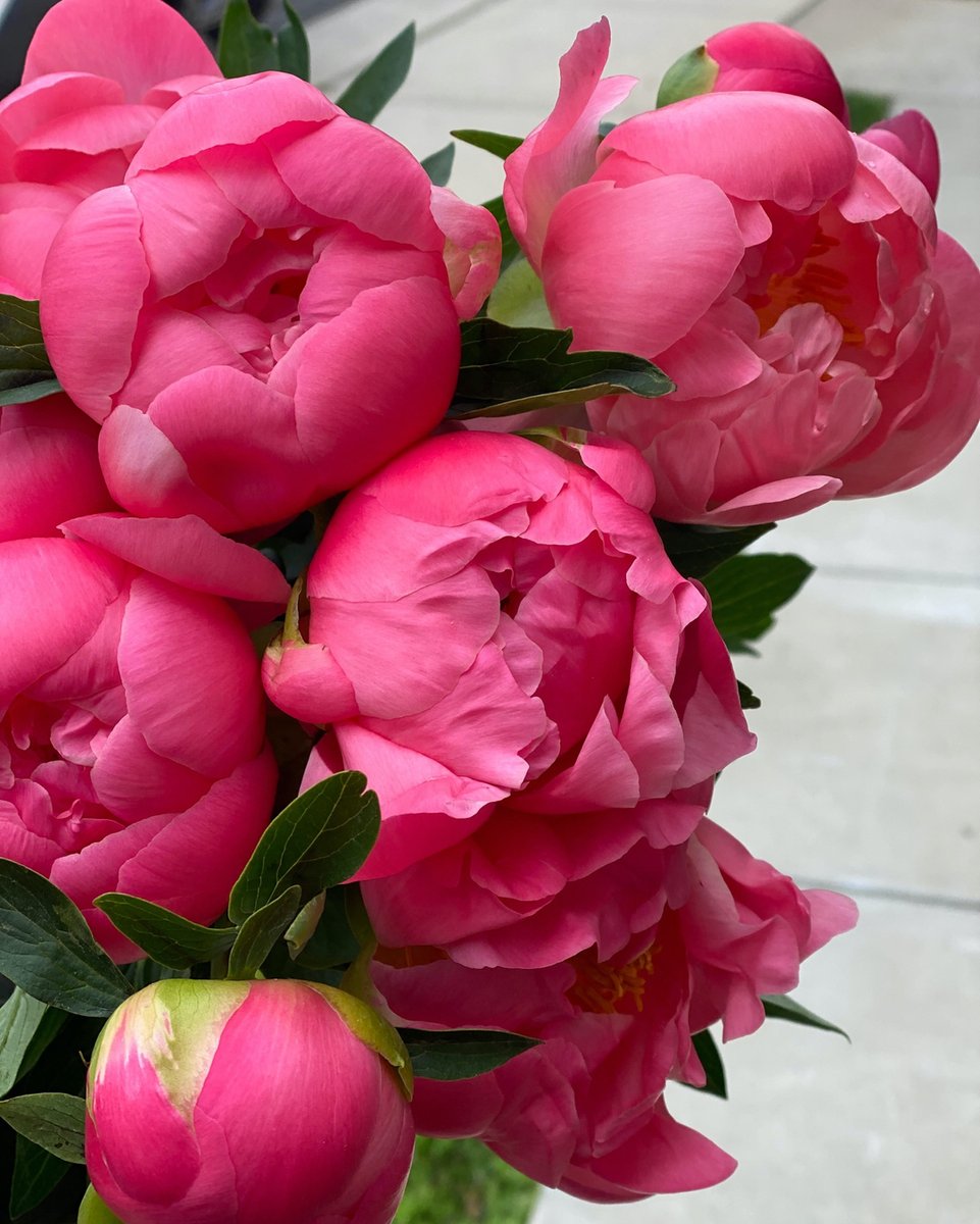 Coral Charms making our morning.  #thisisjune #peonyseason #coralcharmpeony #pink #favoriteflower #flowergram #flowerporn #mothernatureforthewin #petalsonpetals #flowerportrait #freshflowers #flowersmakepeoplehappy #inbloom