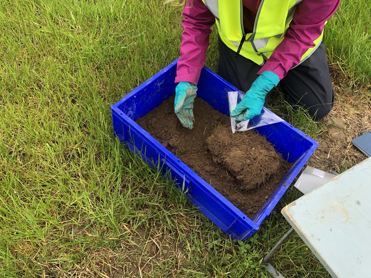 SM_Ashek's tweet photo. Earthworm sampling from biobased fertiliser treatment plots immediately after harvest #MScRes by Mary Kate in collaboration with Nutri2Cycle field trial at #TeagascJC https://t.co/tyMzSlWEgC