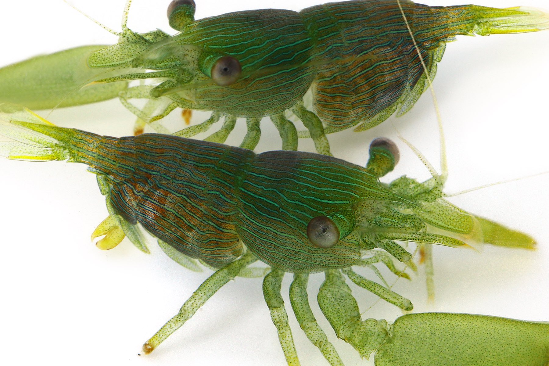 ゆうじ 磯にはたくさんの不思議な生き物が潜んでいるが 枝サンゴの隙間に隠れているこのクサイロモシオエビほど美しい緑色をしたエビはなかなかいない T Co Ubcuvhzhsu Twitter