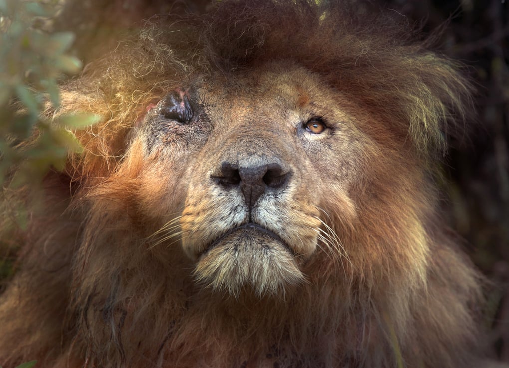 Meldawson6's tweet photo. #RIPScarface ...
@kwskenya #GreatLions #FreedomForAll #Wildlife #WildlifeCrime #StopTheTrade #CannedHunting #Trophyhunting #AllAnimals https://t.co/OVrFxs6S3b