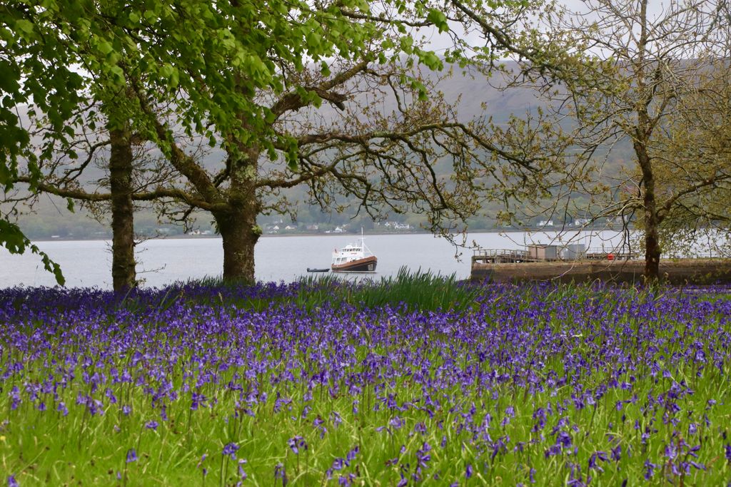 The bluebells are absolutely stunning this year. They look like swathes of blue carpet from Splendour's deck, but up close they're perfect. #bluebells #scottishcruise #smallboatcruise #scotland #summer2021