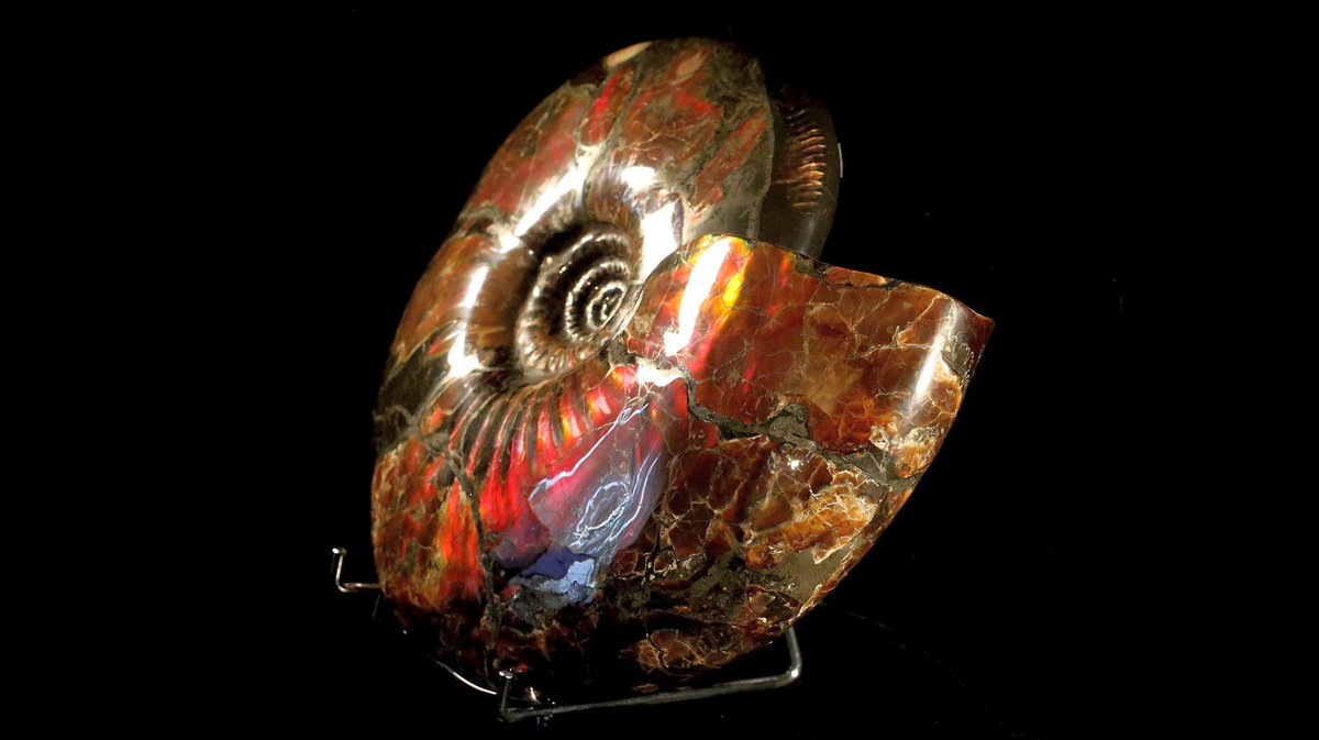 geocappiello's tweet photo. #18June #18Giugno 2021
Craspedodiscus (Spath, 1924) sp.
35 x 28 x 9.5 cm, 6.85 kg
Lower Cretaceous
Volga river, Ulyanovsk Russia ๐ท๐บ
via paleoart
#ammonites #ammolites #cephalopods #fossils #fossilfriday #fossiladay #paleontology #cretaceous #russia https://t.co/YQhLbepSR5