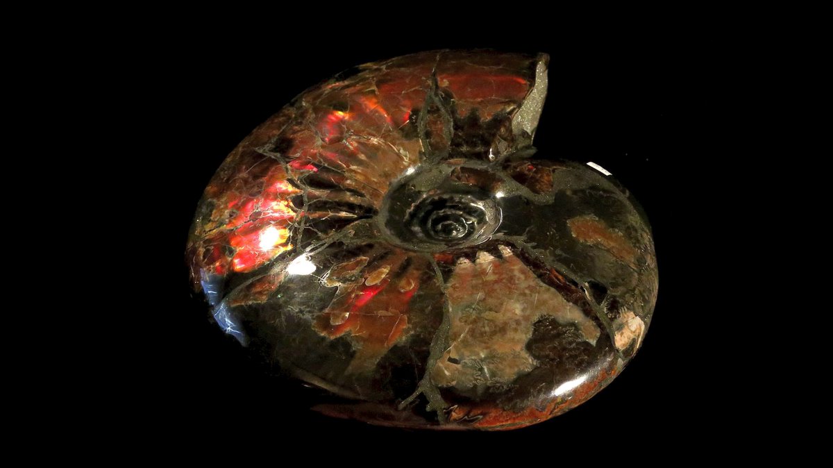 geocappiello's tweet photo. #18June #18Giugno 2021
Craspedodiscus (Spath, 1924) sp.
35 x 28 x 9.5 cm, 6.85 kg
Lower Cretaceous
Volga river, Ulyanovsk Russia ๐ท๐บ
via paleoart
#ammonites #ammolites #cephalopods #fossils #fossilfriday #fossiladay #paleontology #cretaceous #russia https://t.co/YQhLbepSR5