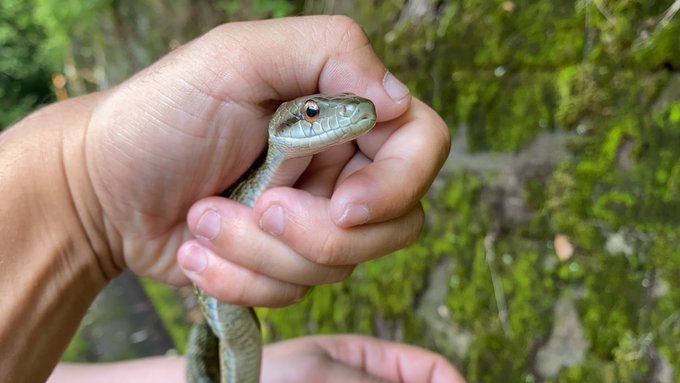 タウナギのtwitterイラスト検索結果 タウナギのtwitterイラスト検索結果