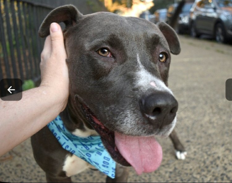 ⬆️🆘EUTH 22JUNE🆘#NYCACC
Hercules 3y #100633 Level 4
Good looking boy, sep anx, must find exp adopter/foster for rescue in N East (older kids)
DLM m.facebook.com/NYCDogsLivesma…
💌NYCDogsLivesMatter@gmail.com for help
ACC nycacc.app/#/browse/100633
To Foster/Adopt docs.google.com/forms/d/e/1FAI……