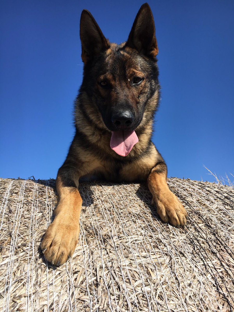PoliceDogDorset's tweet photo. PD Tank and the OD722 team are back from their refresher course in @DC_Police, passing licensing with flying colours 🥳🐾
#dorsetpolice #policedogs #OD722  #GPD https://t.co/EyWgRbtwYl