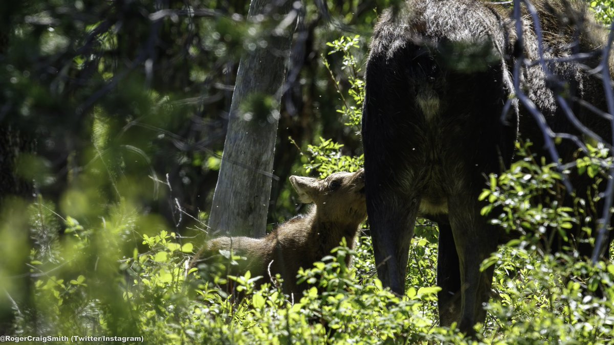Meet mini moose. Smug little critter...especially when sitting beneath 500-pound mommy's legs.😬