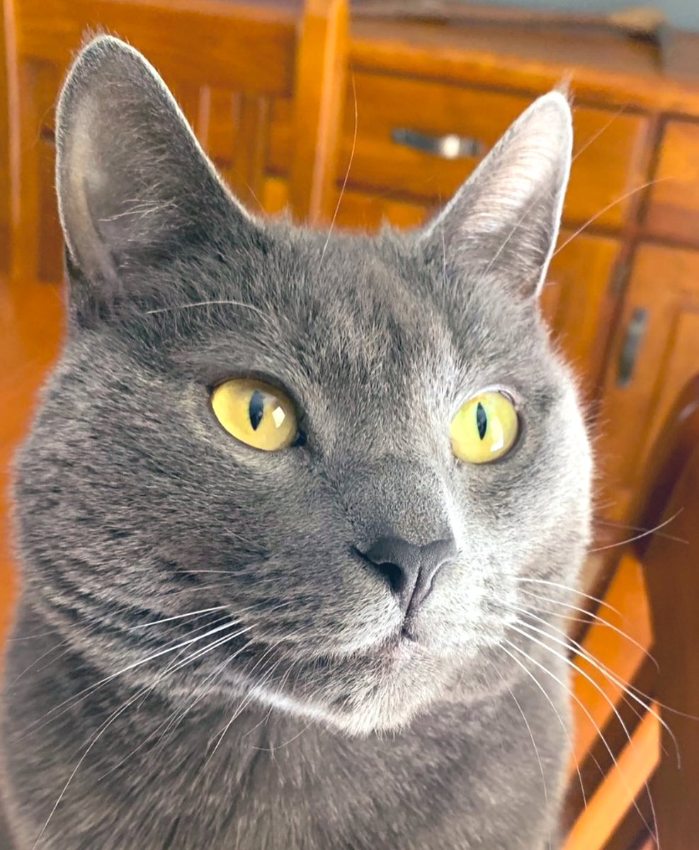 Back soon. Promise! Sending so so so so many loves, purrs and meows. ♥️
#cats #catsoftwitter