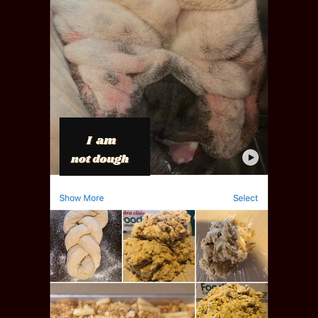 LinnaeaVineyard's tweet image. My phone thought my dog was dough. #australiandogs #bulldog #jaffle