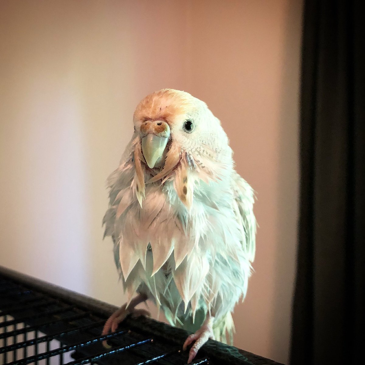 For her 5th Gotcha Day yesterday Kelly gave us all a gift by finally taking a bath! Happy belated gotcha day to Kelly! 🎊🎉🍾