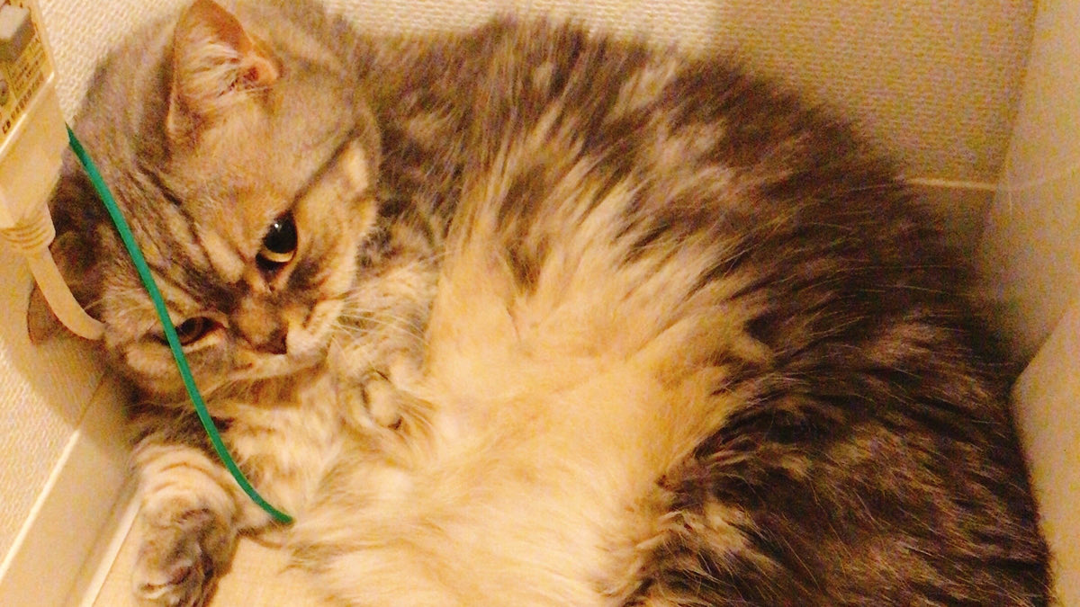 しるそば サムネ位置調整アプリ入れたのでお試し投稿 T Co 31z67fvskb Twitter しるそば サムネ位置調整アプリ入れたのでお試し投稿 T Co 31z67fvskb Twitter